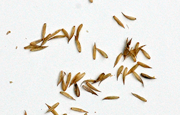 seeds