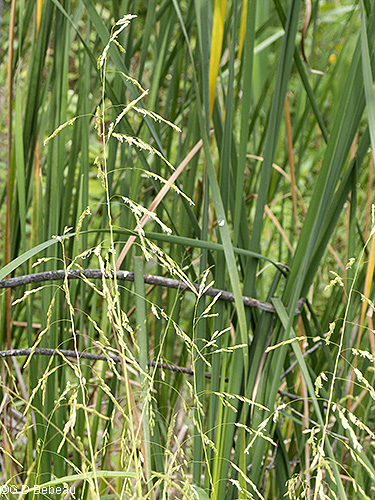 inflorescence