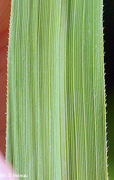 leaf