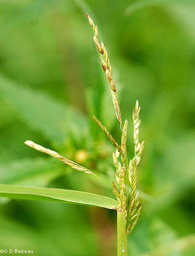 emerging panicle