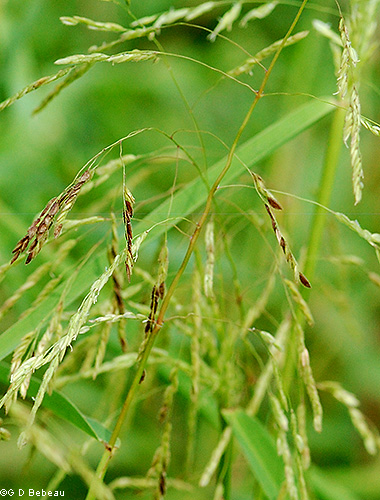 lower section of panicle