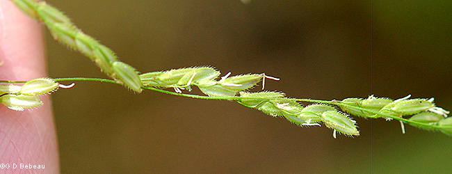 spikelets