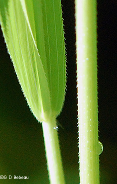 sheath
