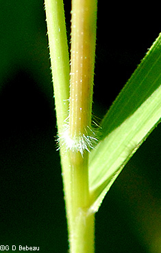 stem node