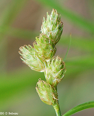 Inflorescence after flowering