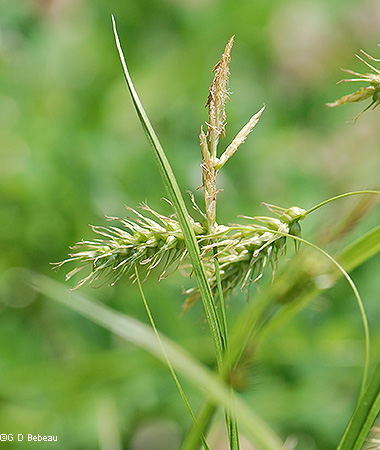Inflorescence