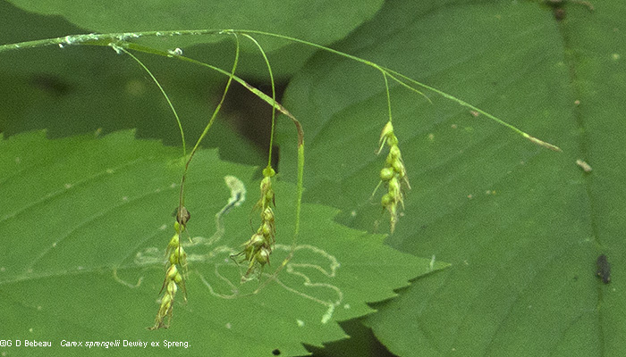 Sprengel's sedge inflorescence