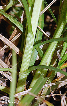 base stems