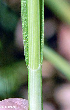 leaf legule