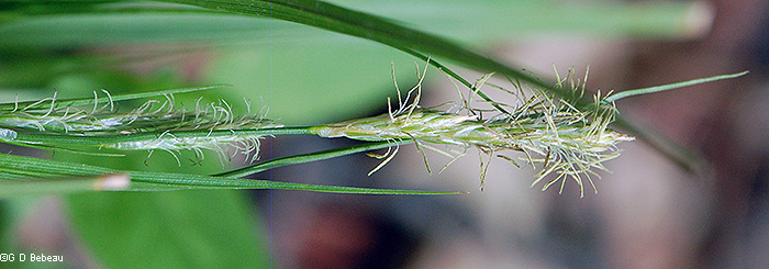 spikes in flower