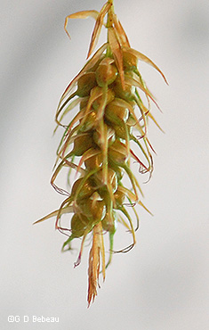spike