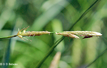 Staminate spikes