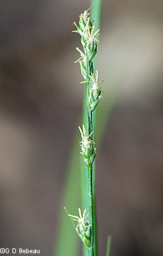 spike in flower