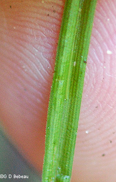 leaf