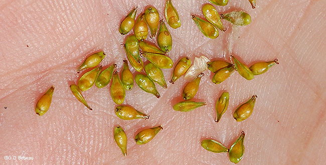 Perigynia