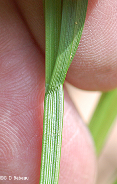 Leaf sheath