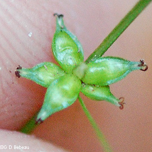 Perigynia