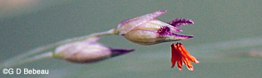 Switchgrass flower