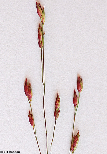 Switchgrass spikelets