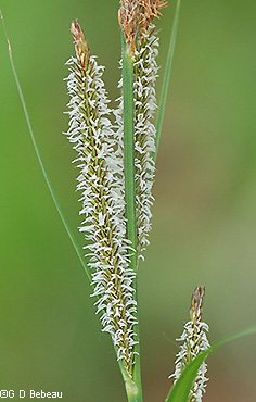 female flowers