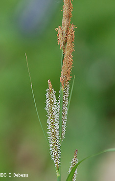 inflorescence
