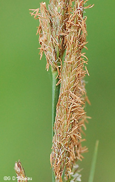 male flowers