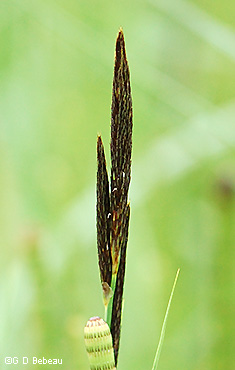 Staminate spike