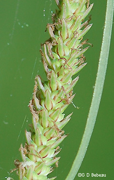 maturing florets