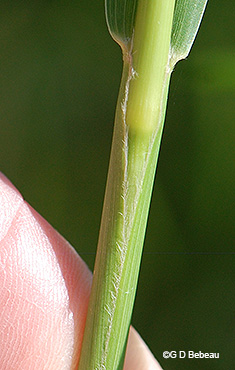 leaf sheath