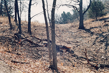 UPland hillside after oaks cleared