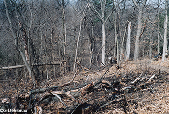 Burnt residue of red oaks