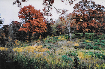 Upland Garden in fall