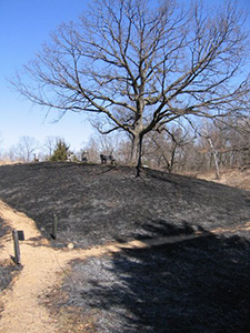 Prairie burn