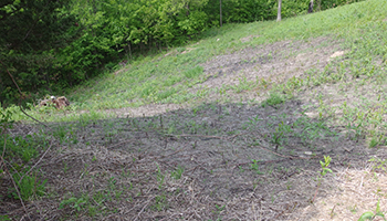 cleared hillside of sumac