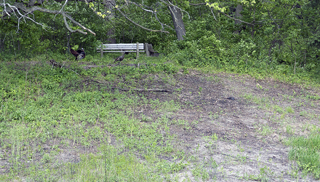 Prairie area after burn