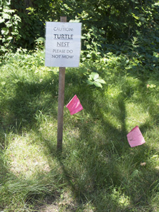 turtle nest site