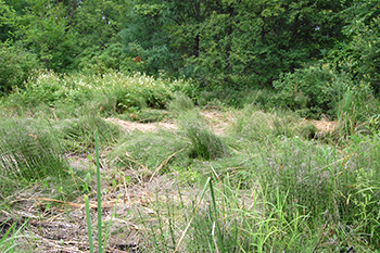 Wetland restoration