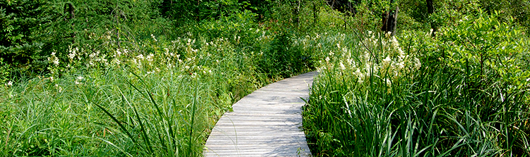 Wetland in July