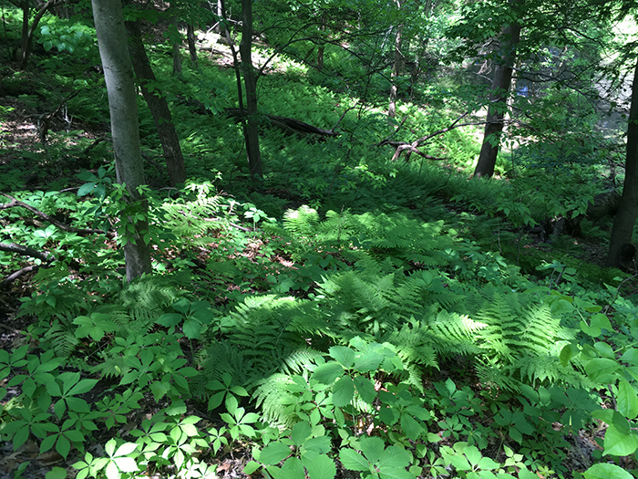 fern hillside in maple glen