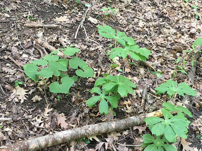 Wild ginger and mayapple