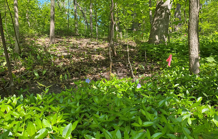 vinca removed from hillside