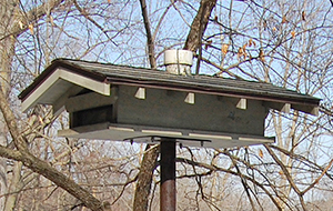 back gate Bird Feeder