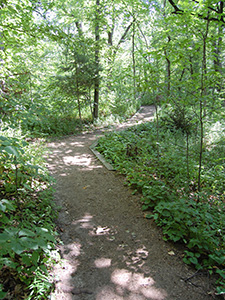 Back Path in the Garden