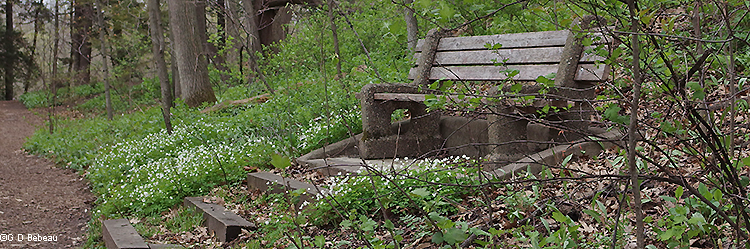 Woodland bench with false rue anemone
