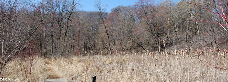 Bog Trail from station 26 looking west
