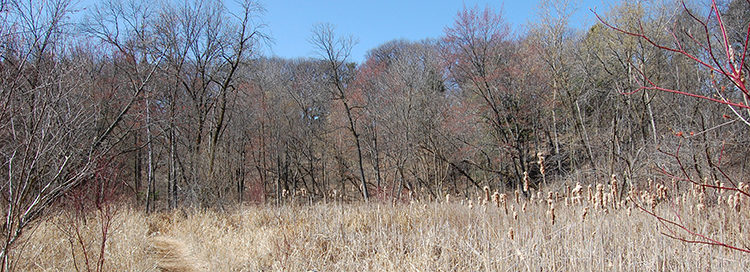 the marsh in early spring