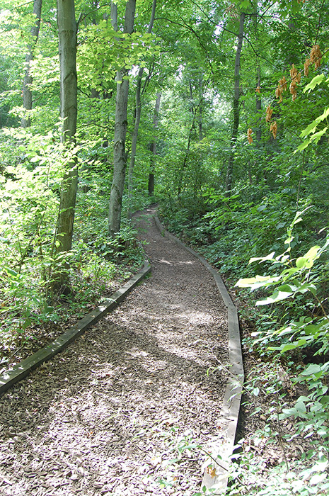 Woodland path