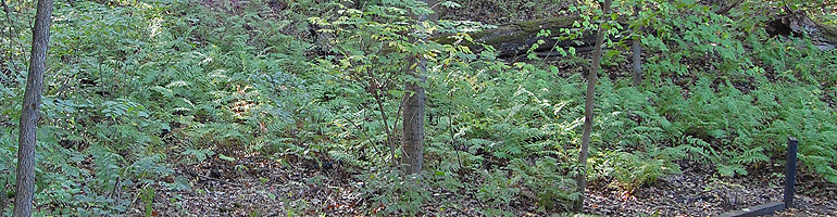 Hillside of Interrupted Ferns