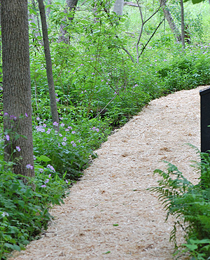 Modern Foamflower photo
