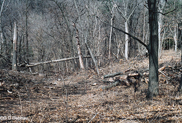 Oak wilt trees removed